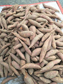 農(nóng)副產(chǎn)品配送 連接田間與餐桌的紐帶